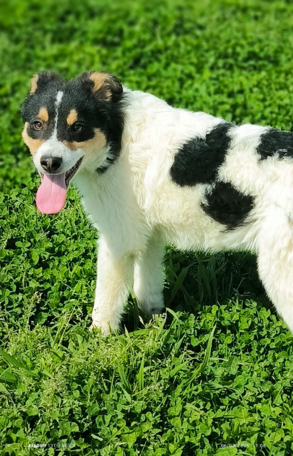ZOE