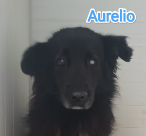AURELIO