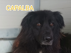 CAPALBA