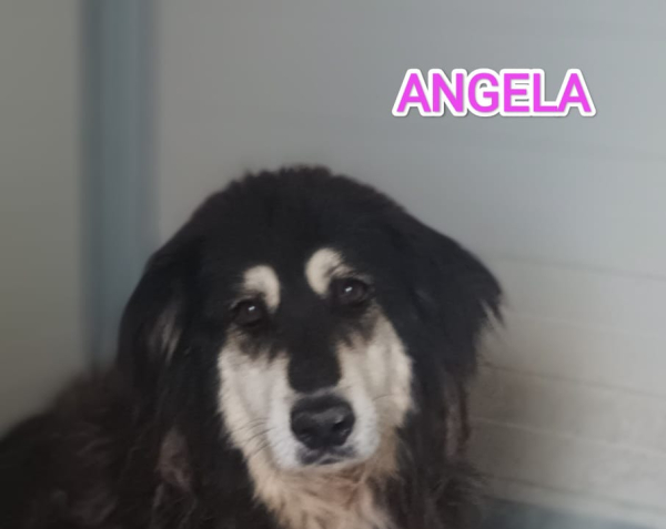 ANGELA