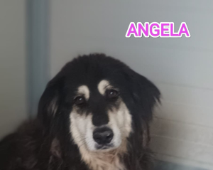 ANGELA