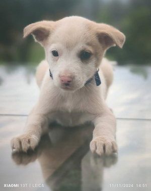 TEDDY