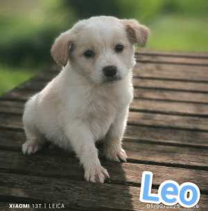 LEO