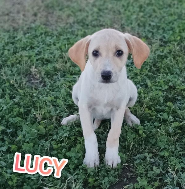 LUCY