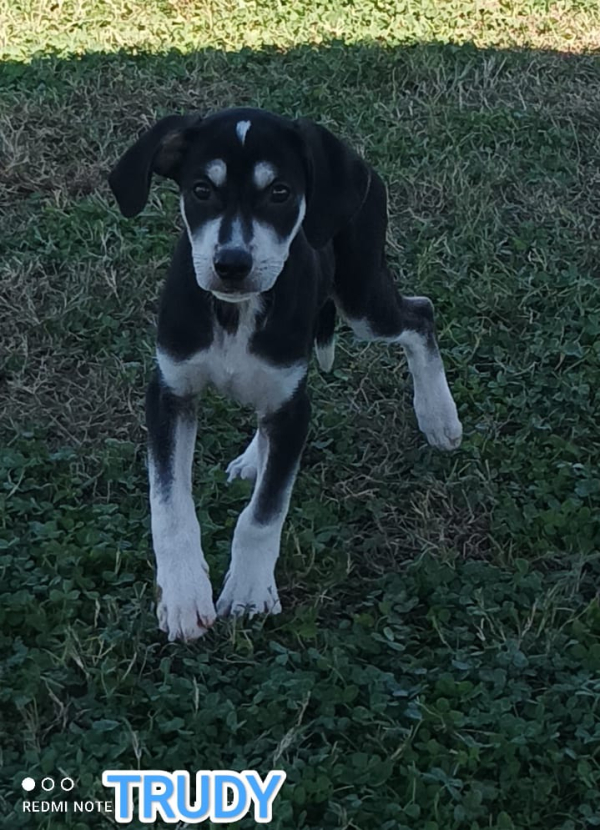 TRUDY