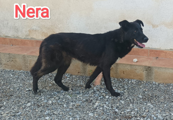 NERA