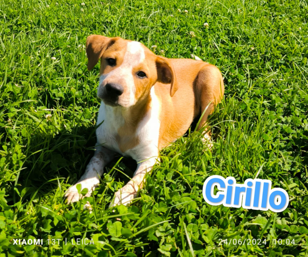 CIRILLO