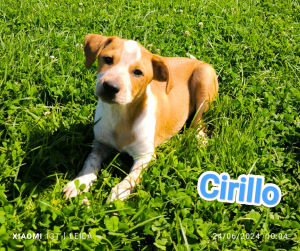 CIRILLO