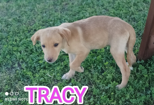 TRACY