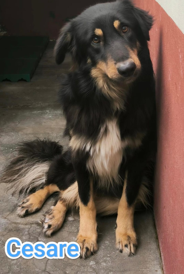 CESARE