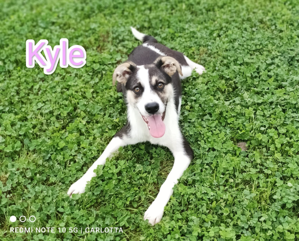 KYLE