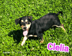 CLELIA