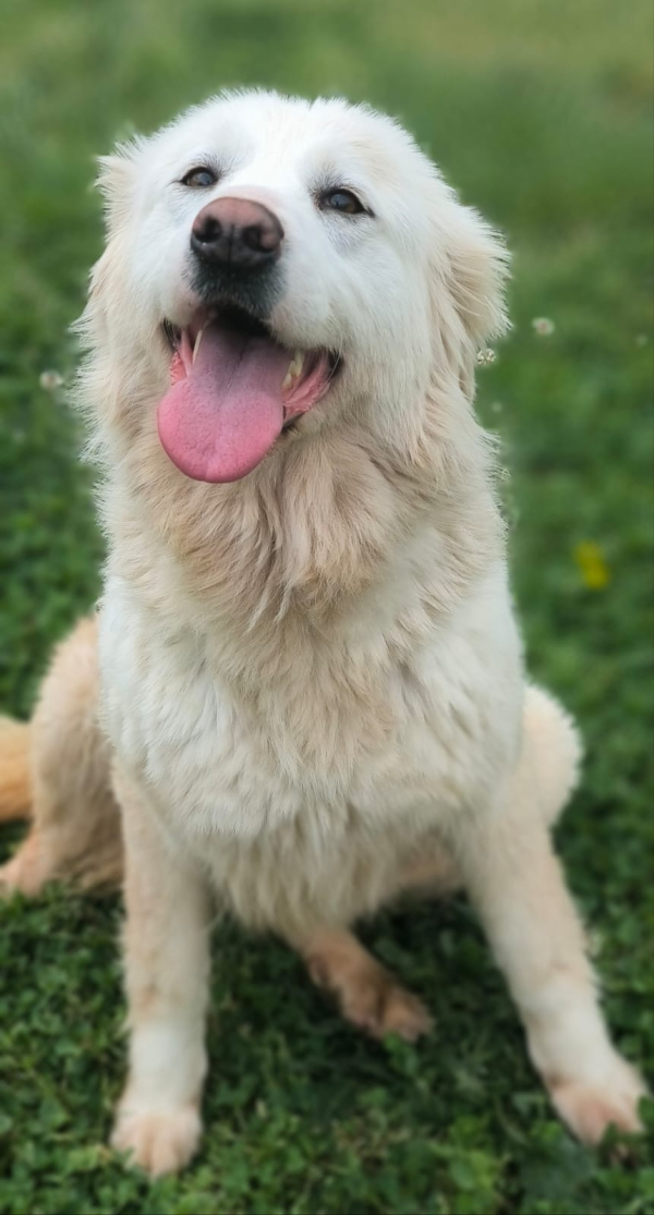 GINA