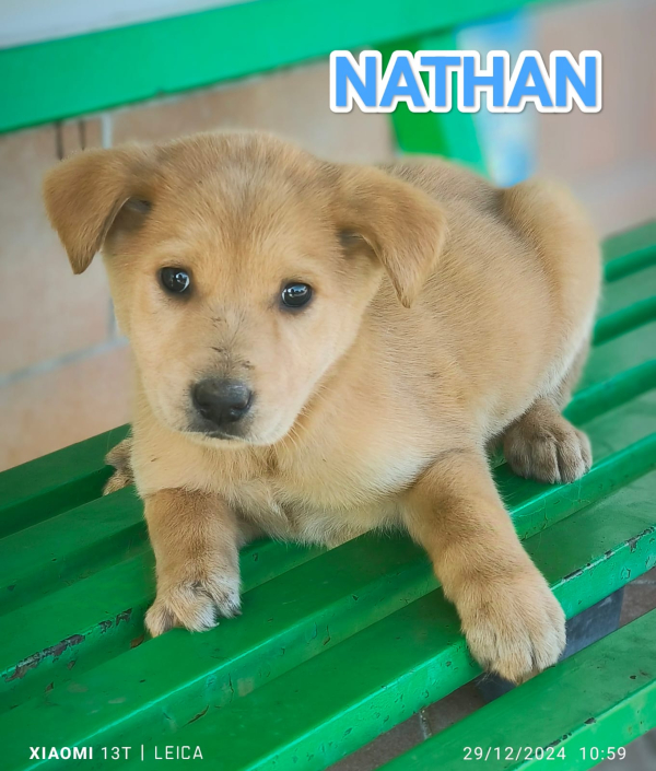 NATHAN