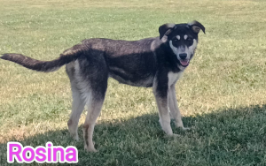 ROSINA