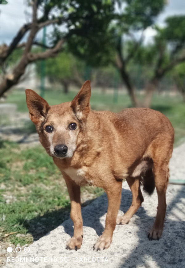 PEDRO