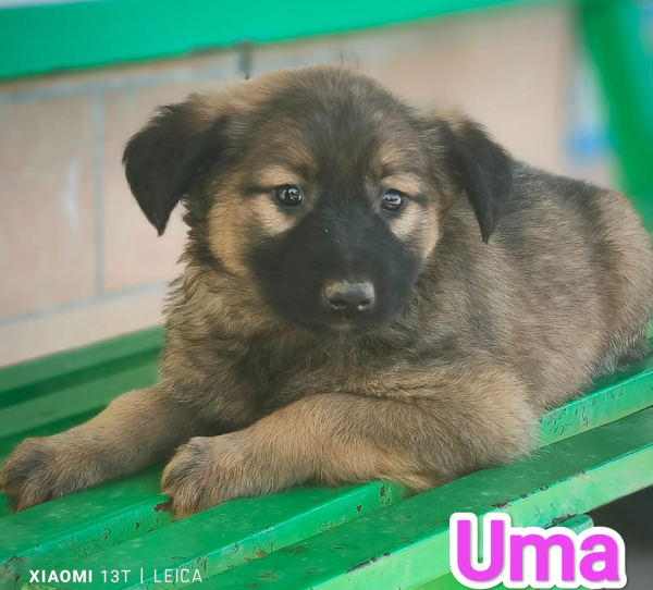 UMA