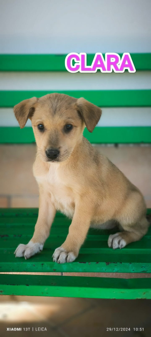 CLARA