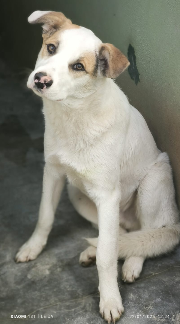 COCCO
