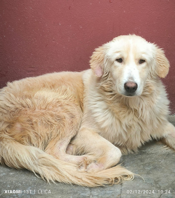 ZEUS