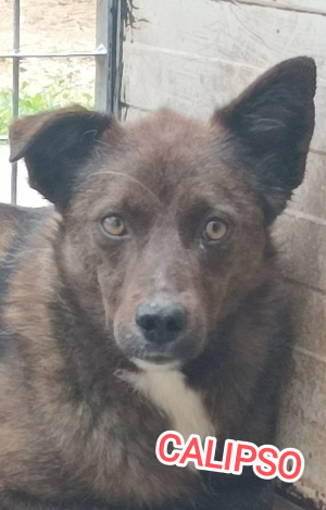 CALIPSO