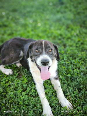 TOBIA