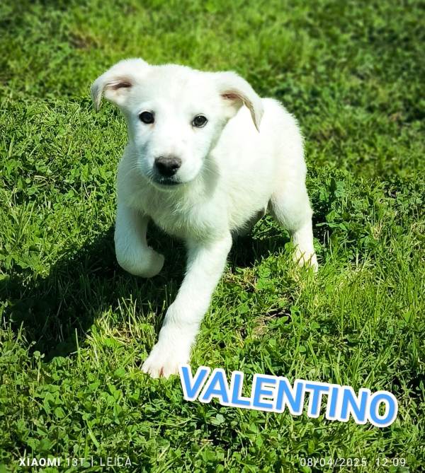 VALENTINO