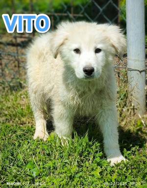 VITO