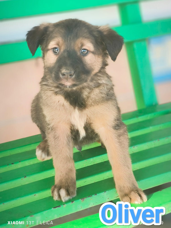 OLIVER