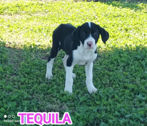 TEQUILA