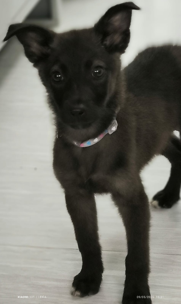 CHICA