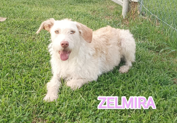 ZELMIRA