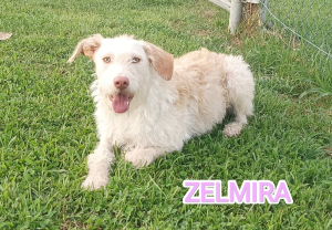 ZELMIRA