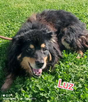 LUZ